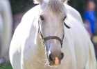 BZ7T7660 Lipizzaner im Burggarten Foto Pfluegl 160719